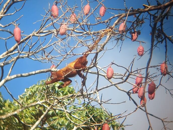 Howler monkey climbing in Ceibo tree with pink kapok pods in Ecuador's Amazon rainforest