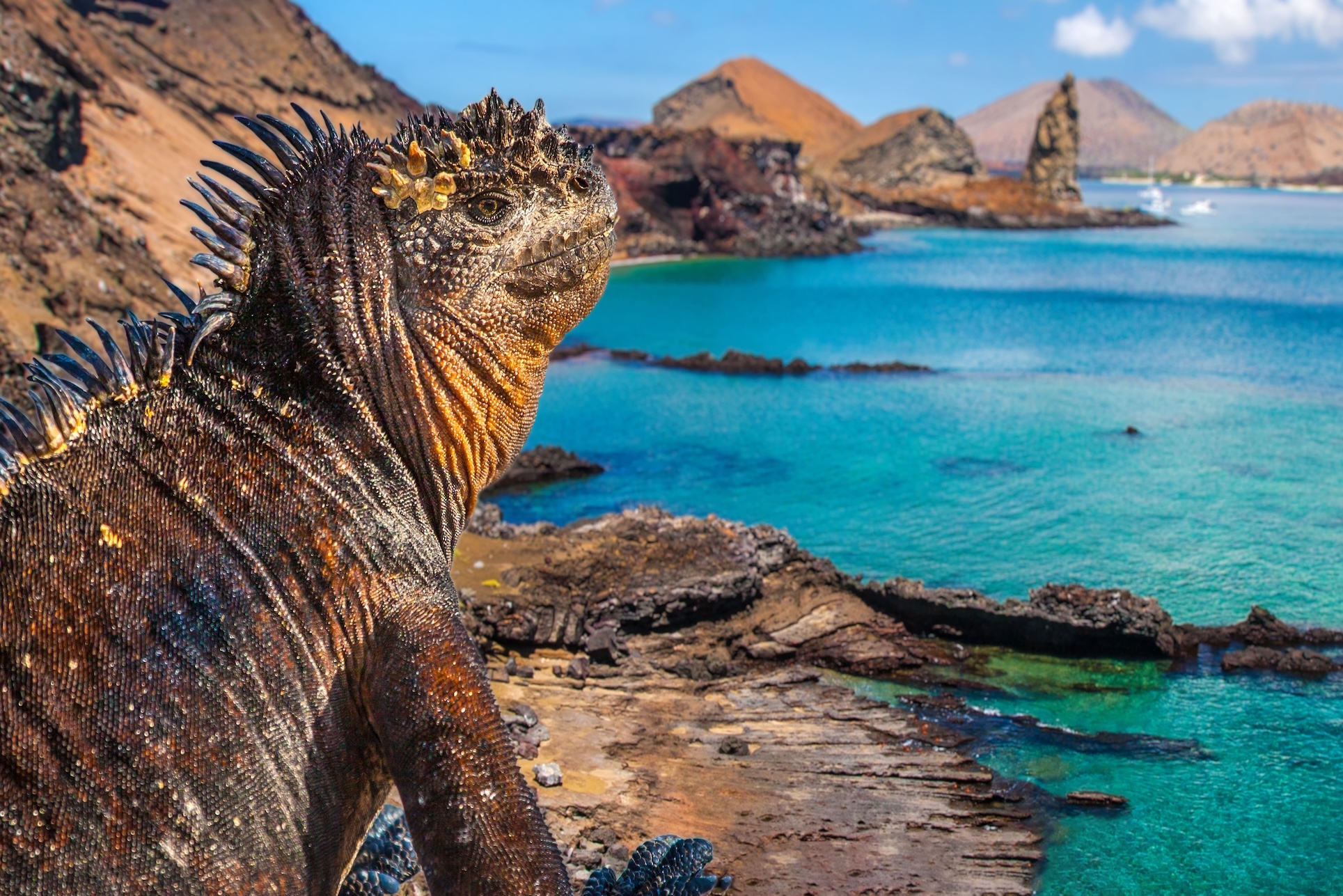 Marine iguana on volcanic rocks overlooking turquoise waters in Galapagos Ecuador