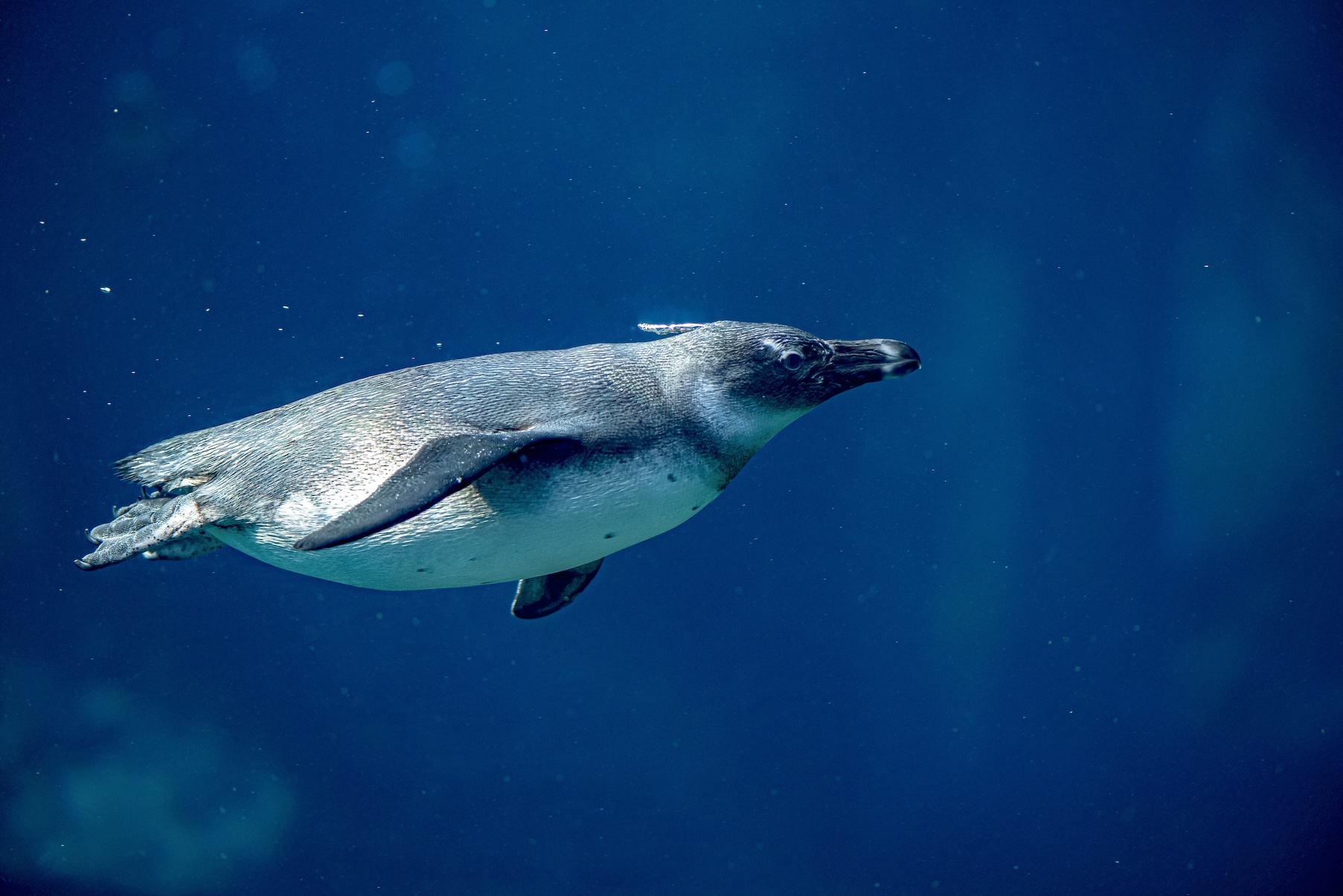 Galapagos penguin swimming underwater in clear blue waters of Ecuador